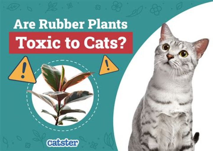 Are apples toxic to cats?