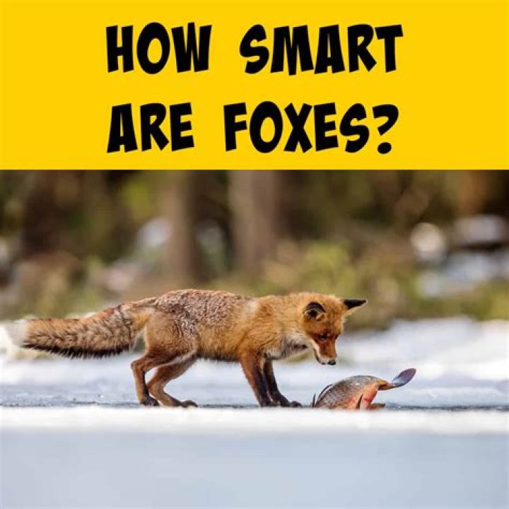 Are foxes smart?