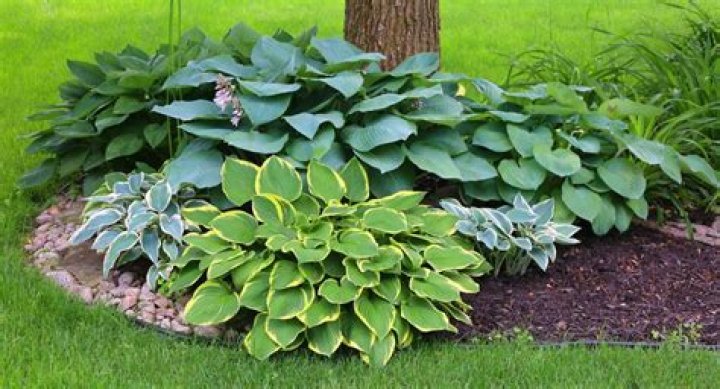 Are hostas plants Evergreen?