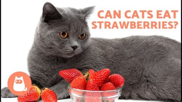 Are strawberries OK for cats to eat?
