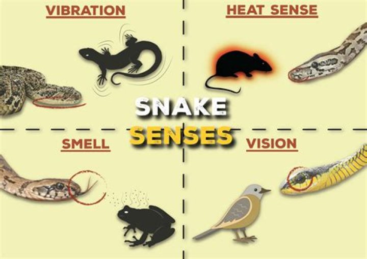 Can a snake sense fear?