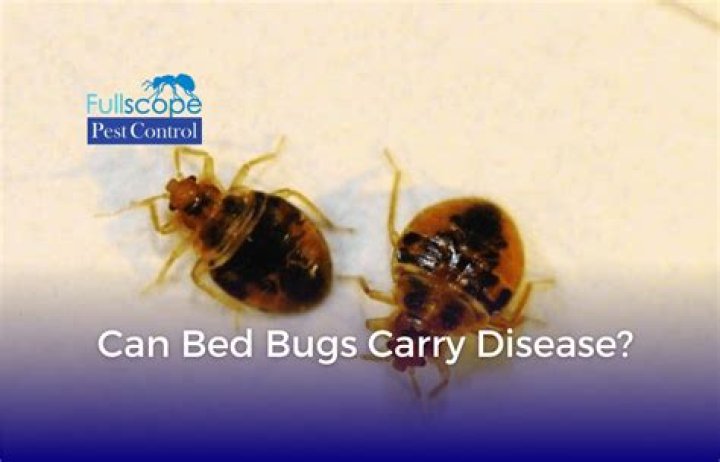 Can bed bugs carry STDS?