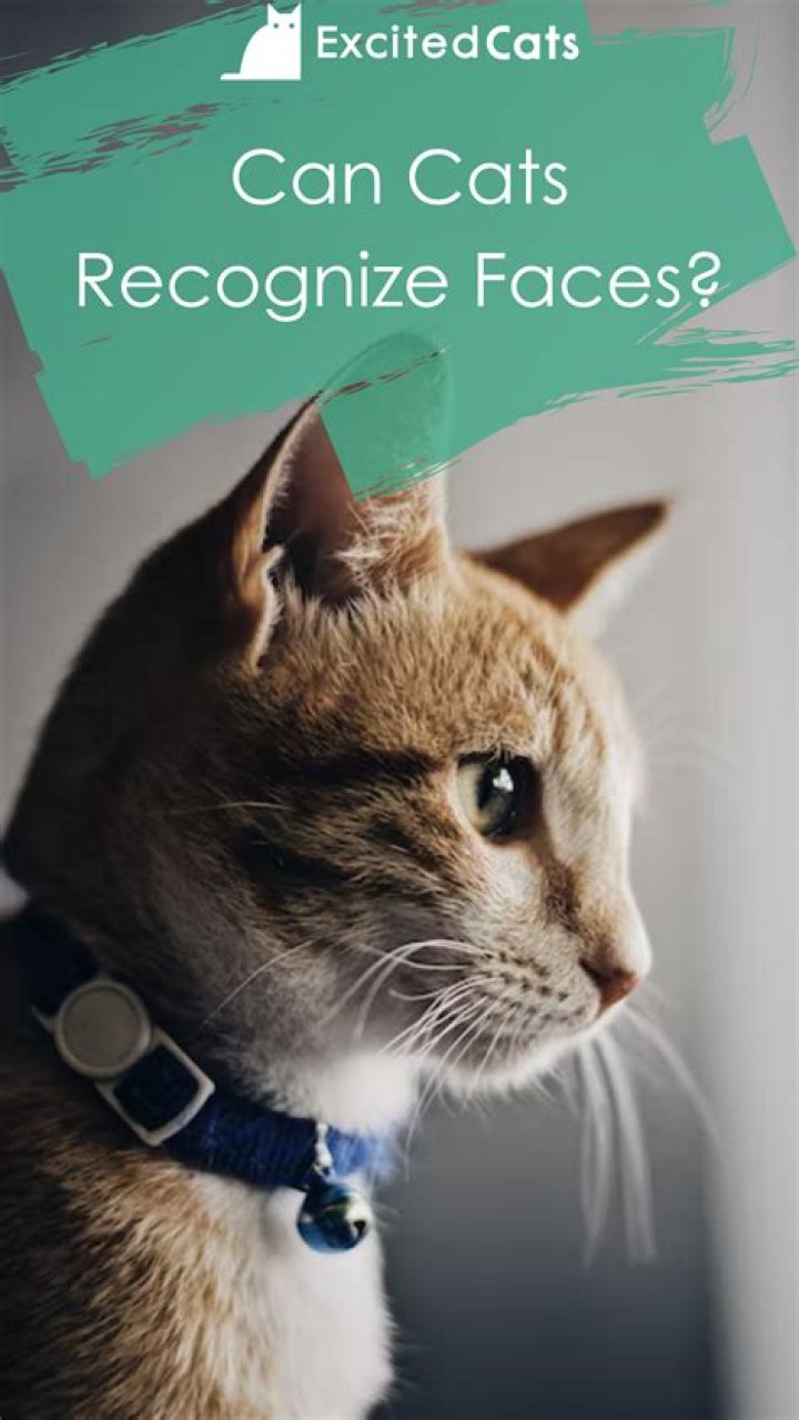 Can cats recognize faces?