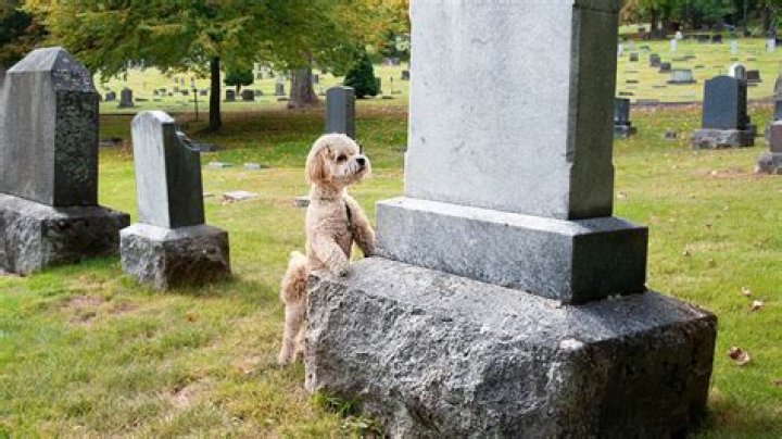 Can dogs smell owners grave?
