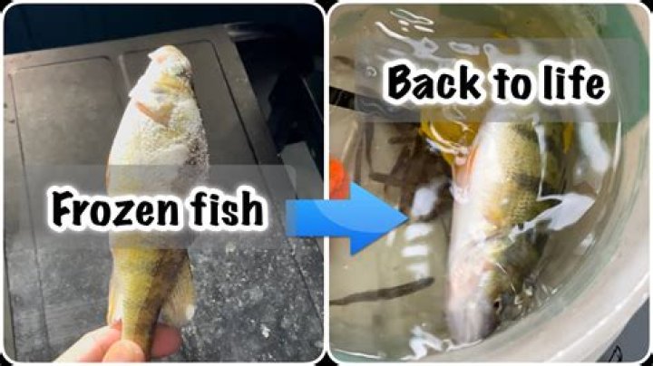 Can fish come back to life if frozen?
