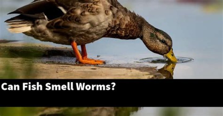 Can fish smell worms?