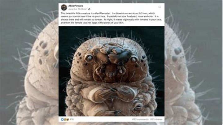 Can flour mites live on humans?