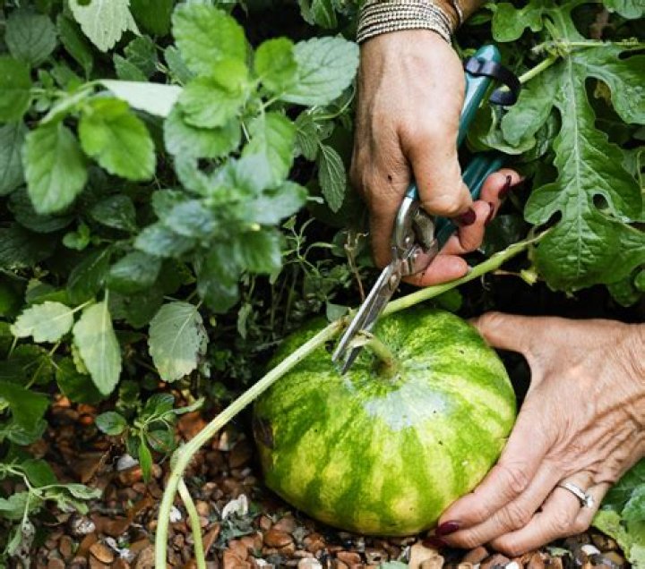 Can I eat watermelon after delivery?