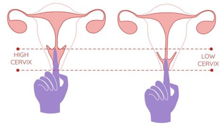 Can I put my finger in my cervix?
