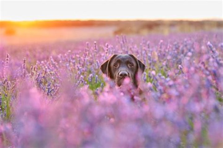 Can I use lavender oil on my dog?