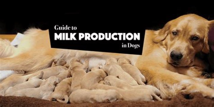 Can male dogs produce milk?