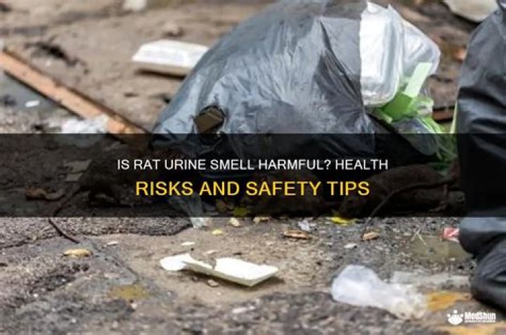 Can the smell of rat urine be harmful?