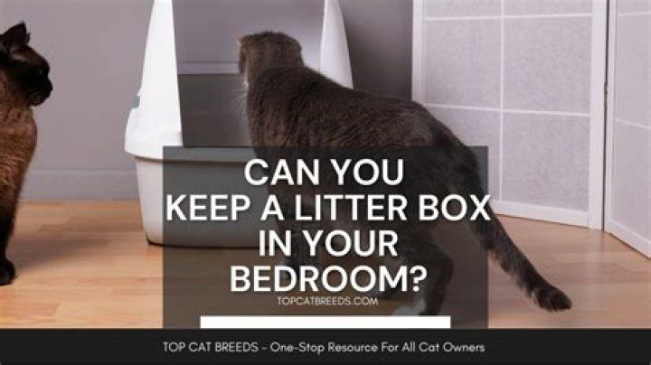 Can you keep a cat in your bedroom?