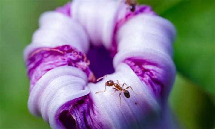 Do ants hate perfume?