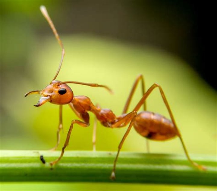 Do ants have voice?