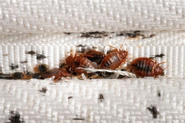 Do bed bugs crawl through sheets?