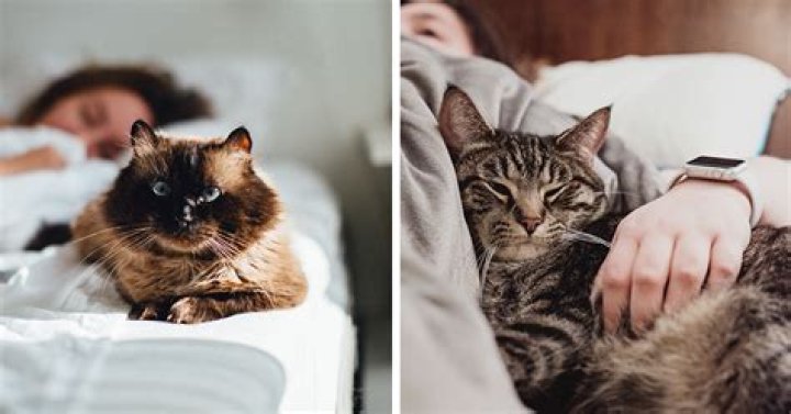 Do cats know when they are going to be euthanized?