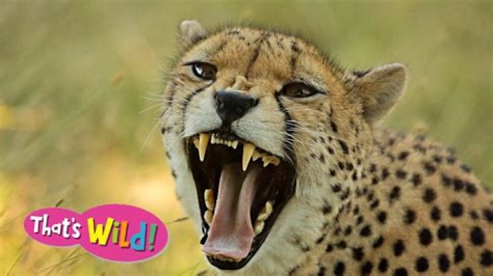 Do cheetahs roar?