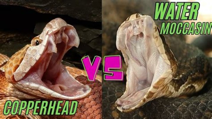 Do copperheads go in water?