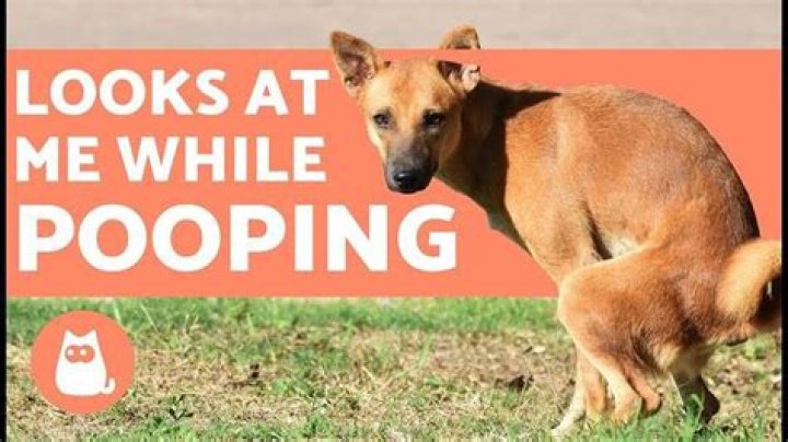 Do dogs get embarrassed when they poop?