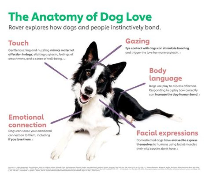 Do dogs know you love them?