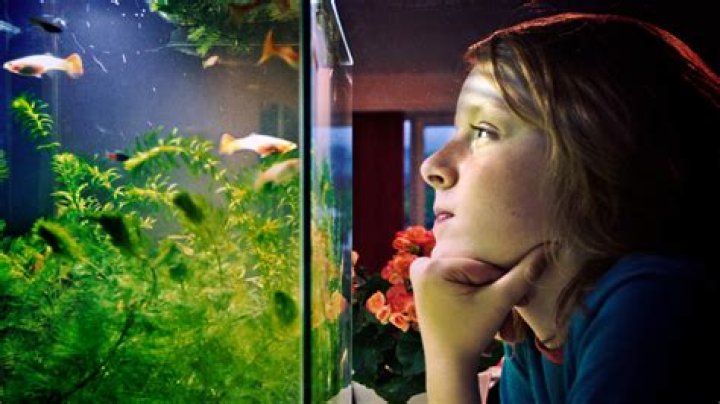 Do fish get bored in a tank?