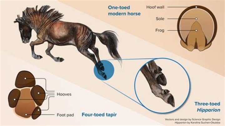 Do horses have personalities?