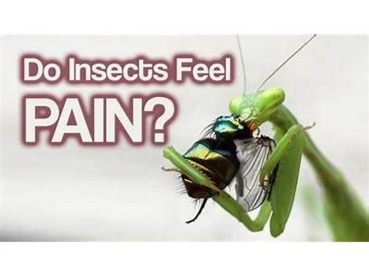 Do insects feel pain when eaten alive?