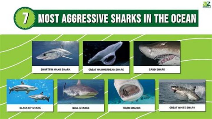 Do sharks get thirsty?