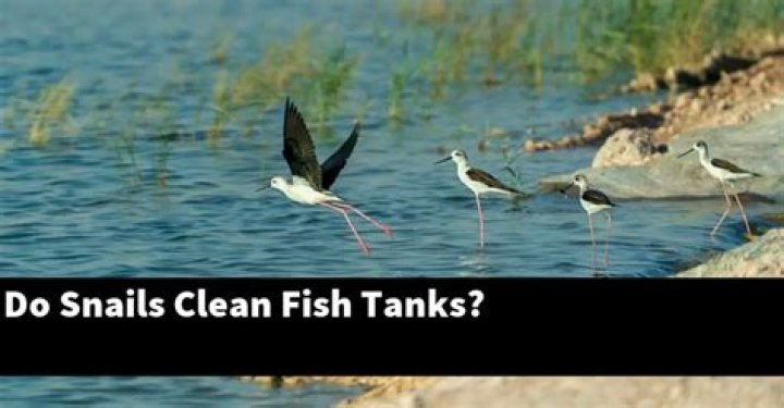 Do snails clean fish tanks?