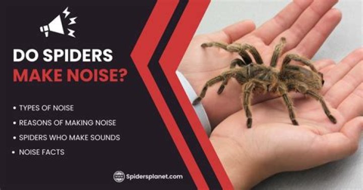 Do spiders make noise?