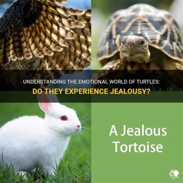 Do turtles get jealous?