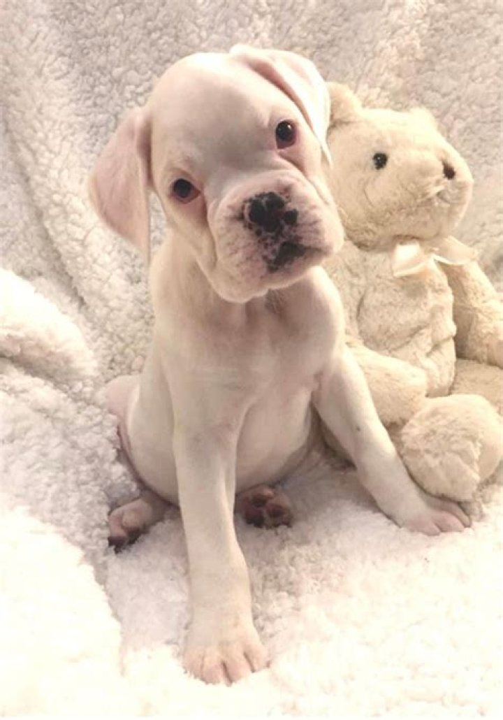 Do white Boxer puppies change color?