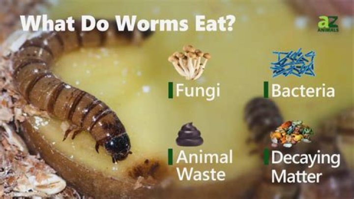 Do worms make you hungry?