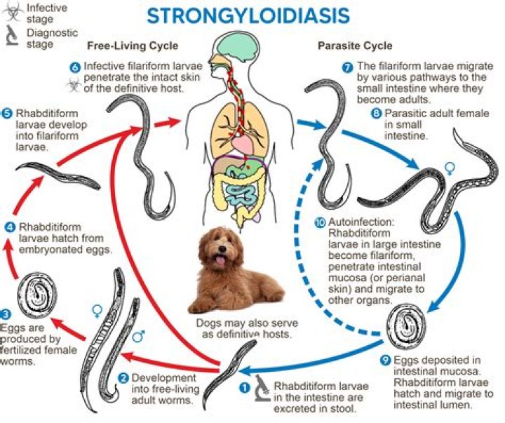 Does fenbendazole treat Giardia?