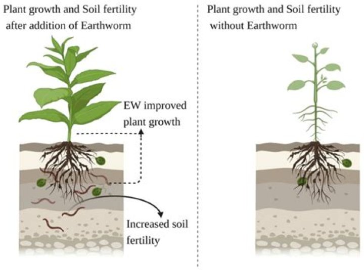 Does honey help plants grow?