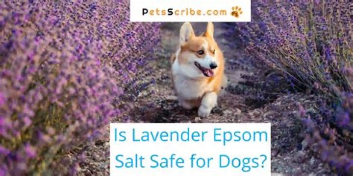 Does lavender make dogs sleepy?