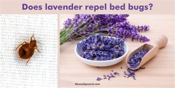 Does lavender repel bed bugs?