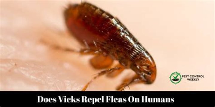 Does Vicks repel fleas?