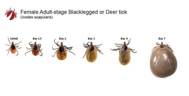 How big are nymph ticks?