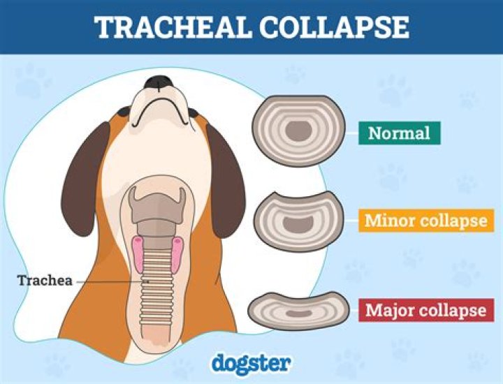 How can I calm my dogs collapsed trachea?