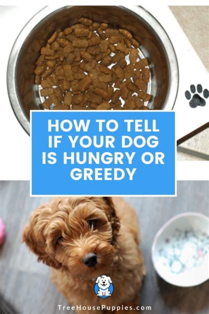 How do I know when my dog is hungry?