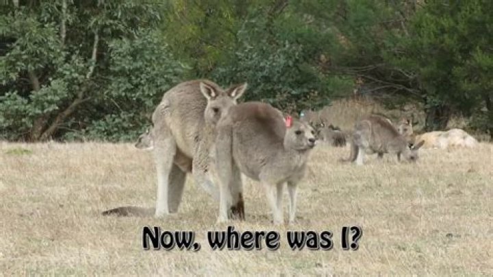 How do kangaroos mate?