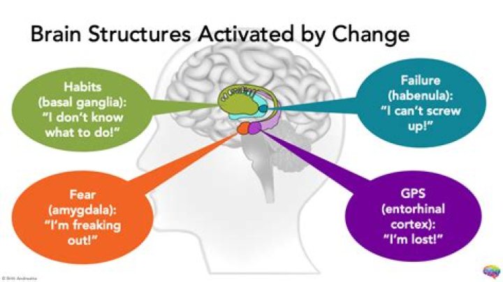 How do SSRIs change brain structure?