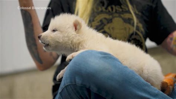 How do you bring a dead puppy back to life?