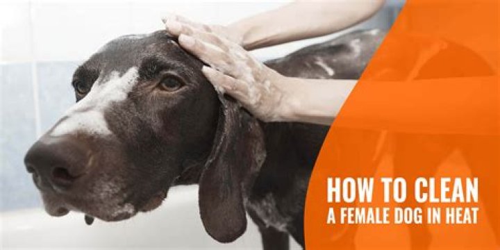 How do you clean a female dog's private area?