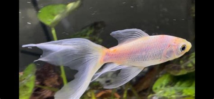 How do you know if a goldfish is happy?