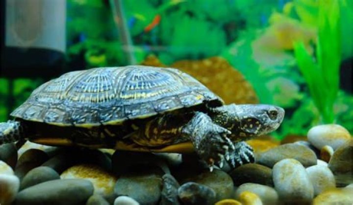 How do you know if your turtle loves you?