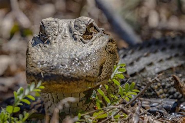 How do you scare off alligators?