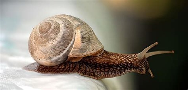 How fast is a snail?